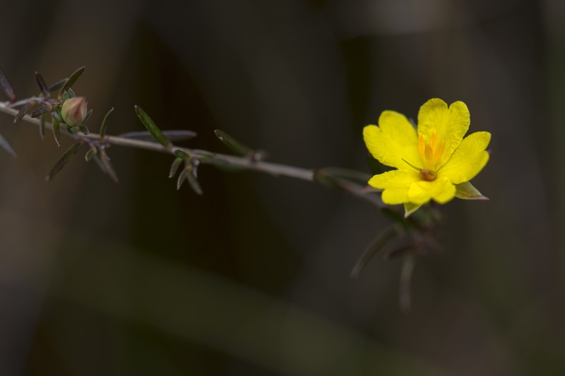 Hibbertia surcularis photo 7