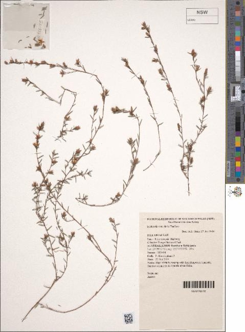 Hibbertia surcularis photo 8