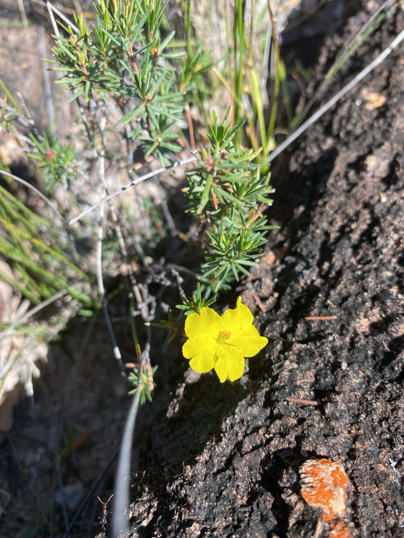 Hibbertia synandra