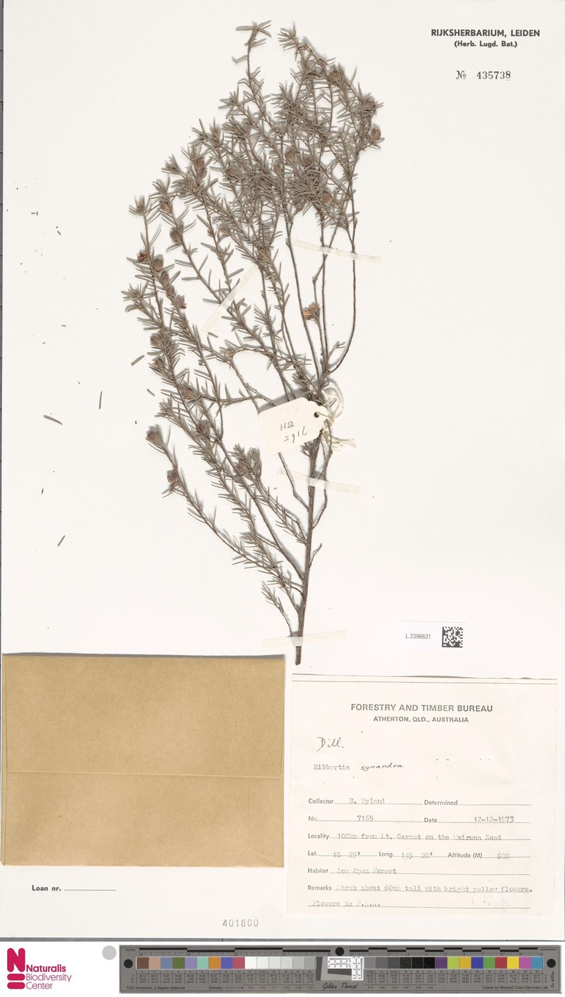 Hibbertia synandra photo 2