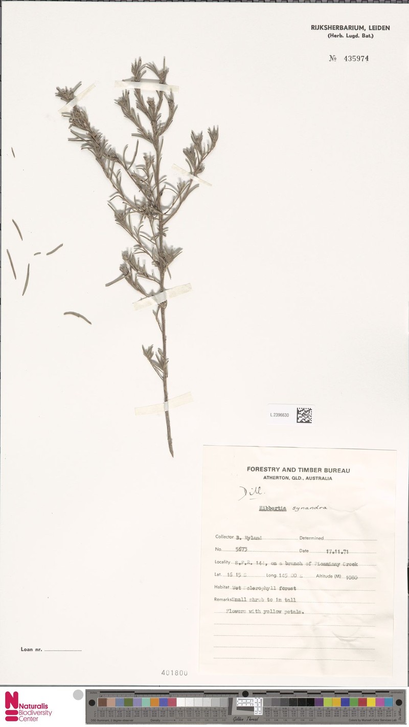 Hibbertia synandra photo 3