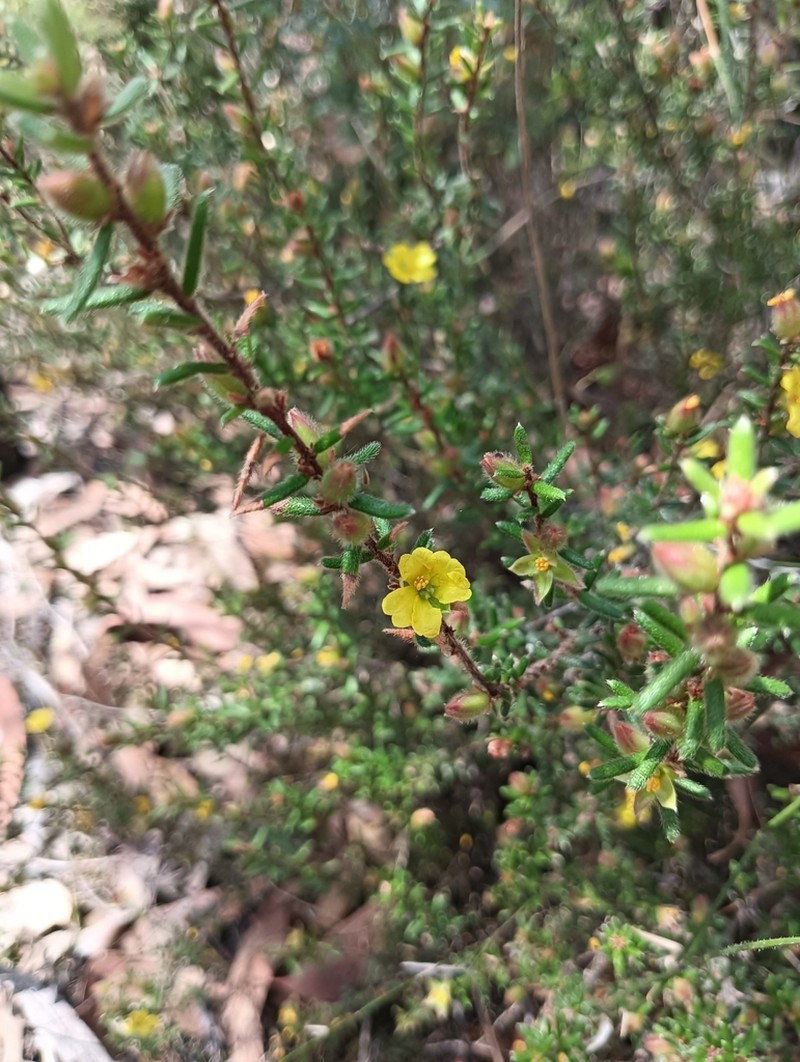 Hibbertia tenuifolia photo 2