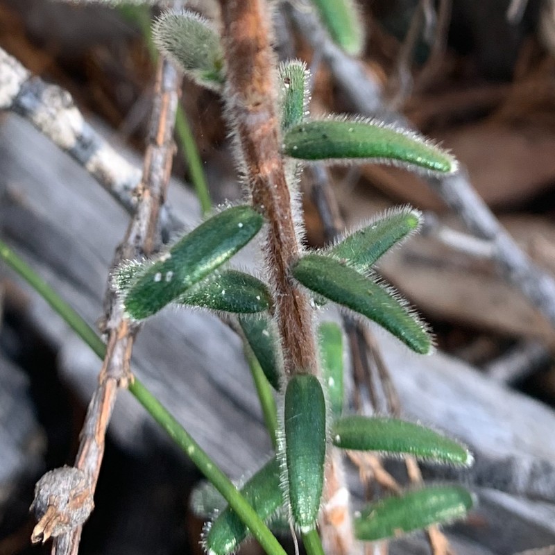 Hibbertia tenuifolia photo 3