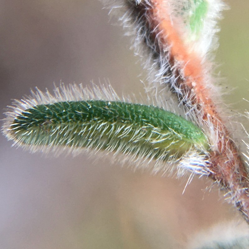 Hibbertia tenuifolia photo 5