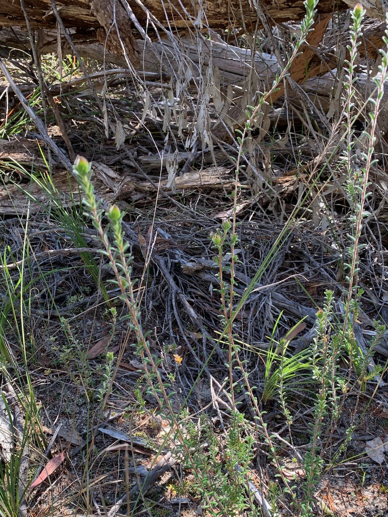 Hibbertia tenuifolia photo 6