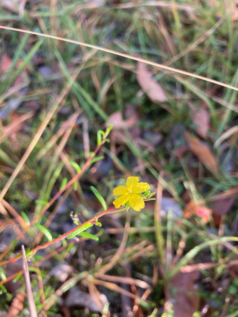 Hibbertia tenuis photo 2