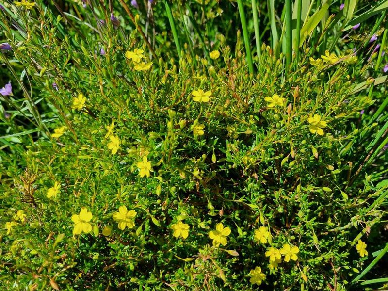 Hibbertia tenuis photo 4
