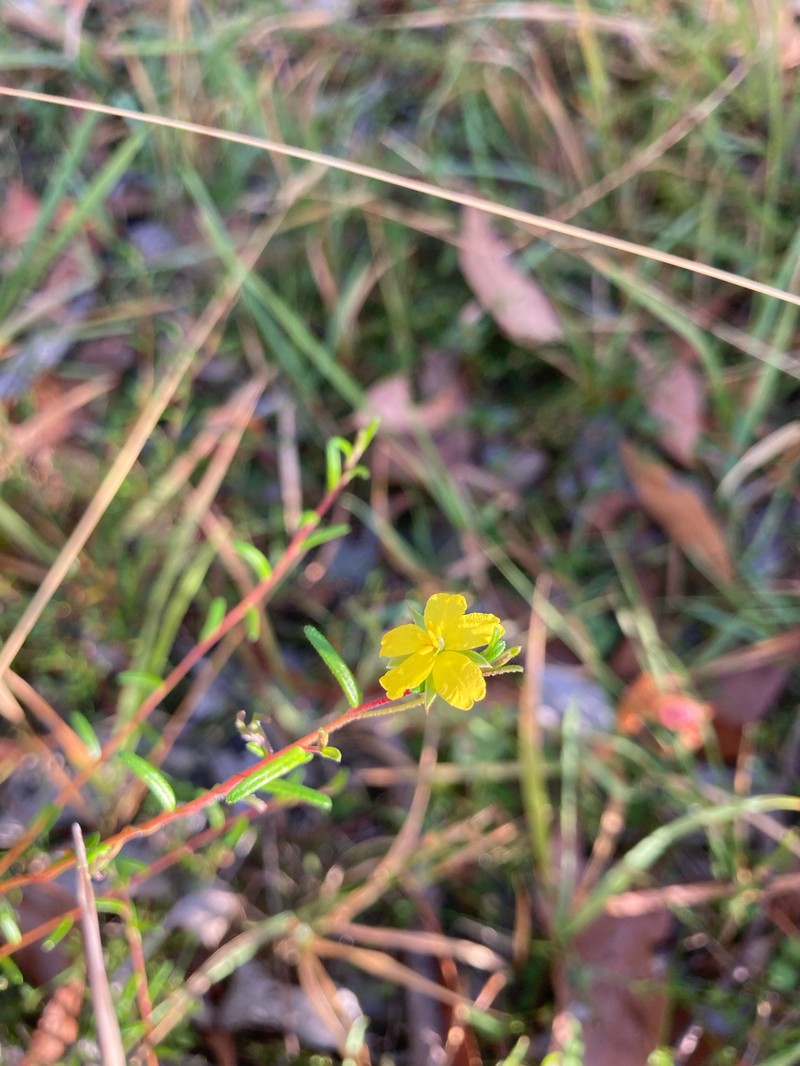 Hibbertia tenuis photo 5