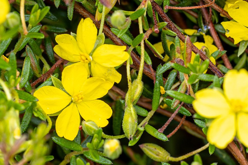 Hibbertia tenuis photo 6