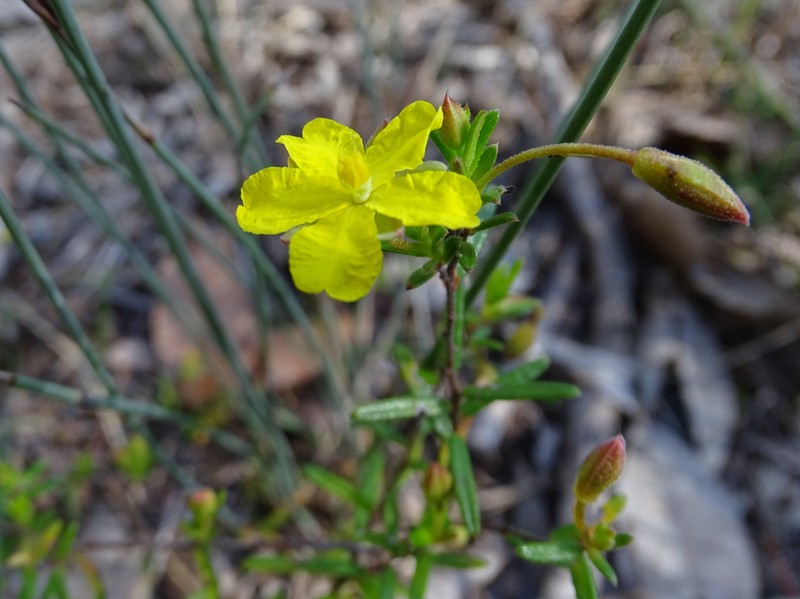 Hibbertia tenuis photo 7