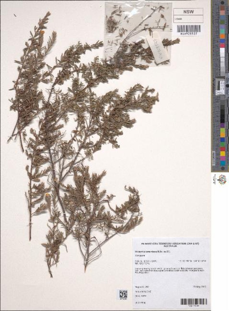 Hibbertia tomentosa