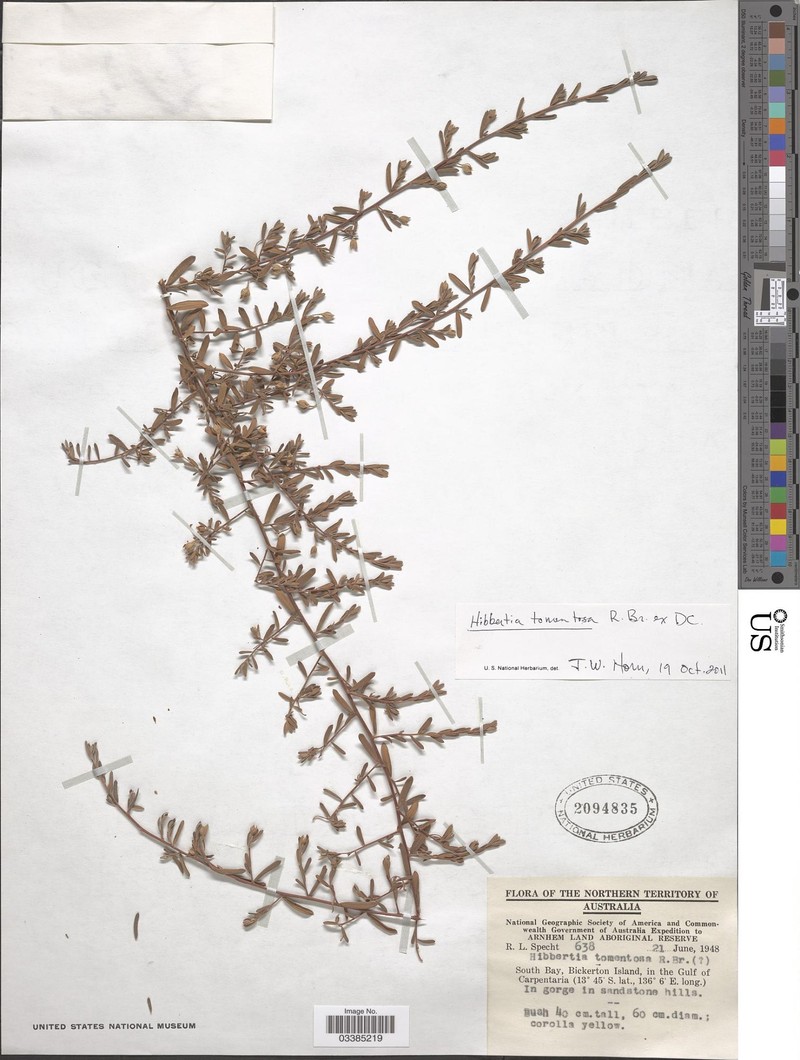 Hibbertia tomentosa photo 2