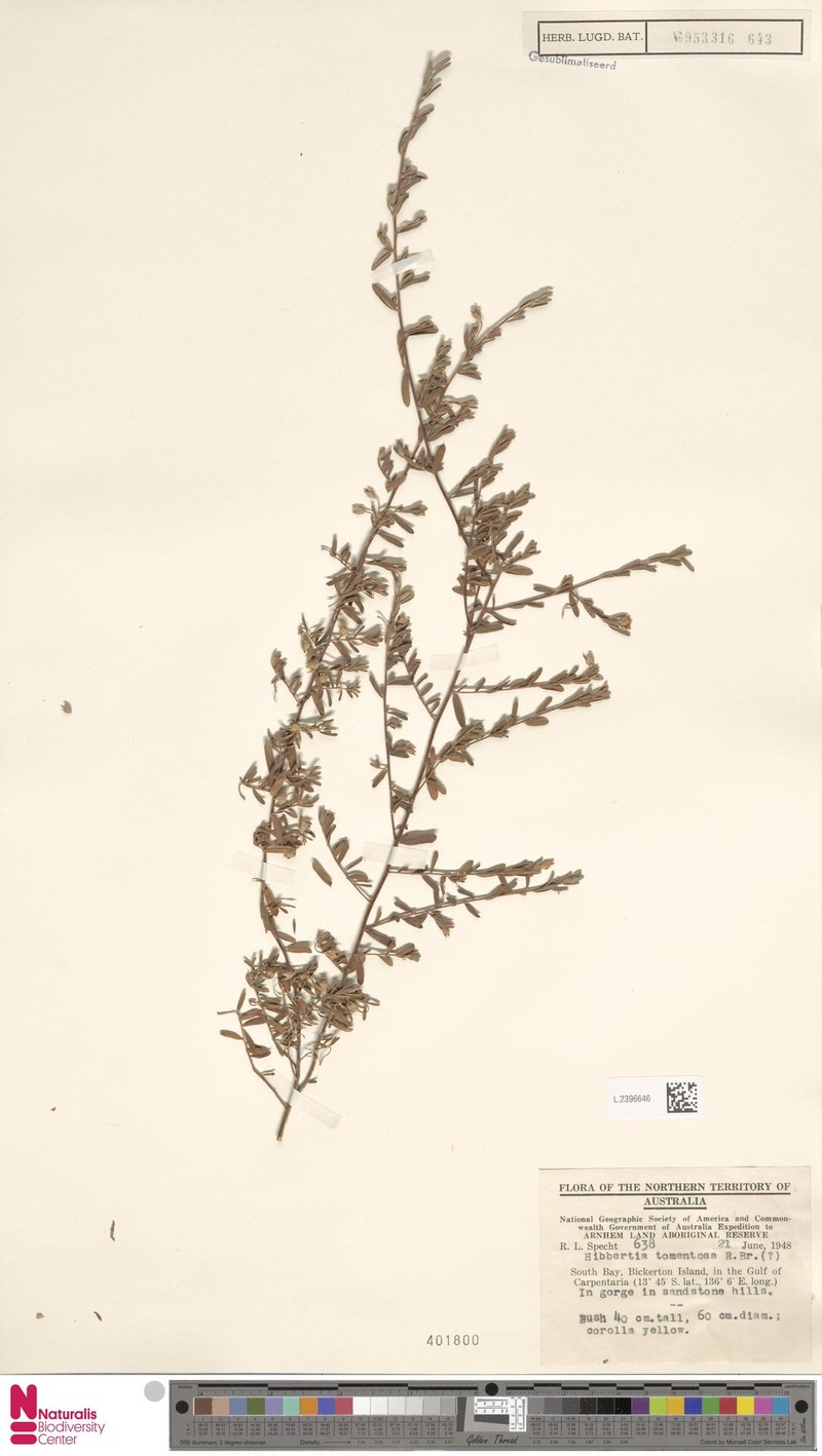 Hibbertia tomentosa photo 3