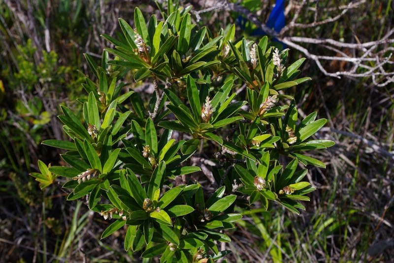 Hibbertia tontoutensis