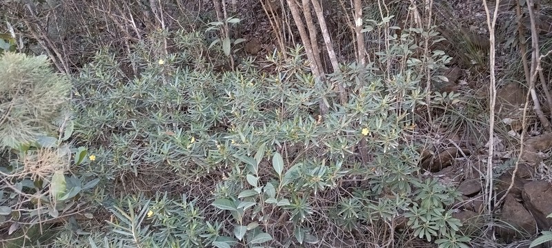 Hibbertia tontoutensis photo 2