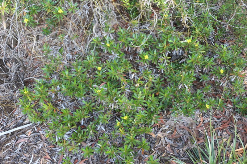 Hibbertia tontoutensis photo 3