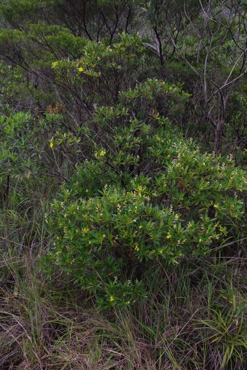 Hibbertia tontoutensis photo 4