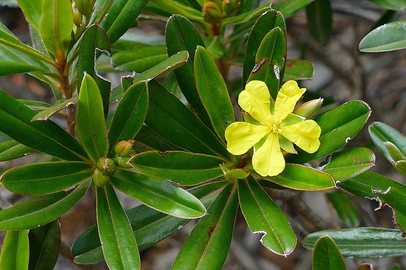Hibbertia tontoutensis photo 5
