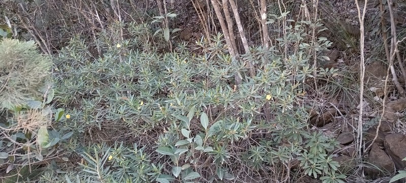 Hibbertia tontoutensis photo 6