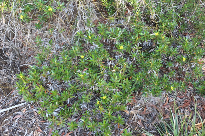 Hibbertia tontoutensis photo 8