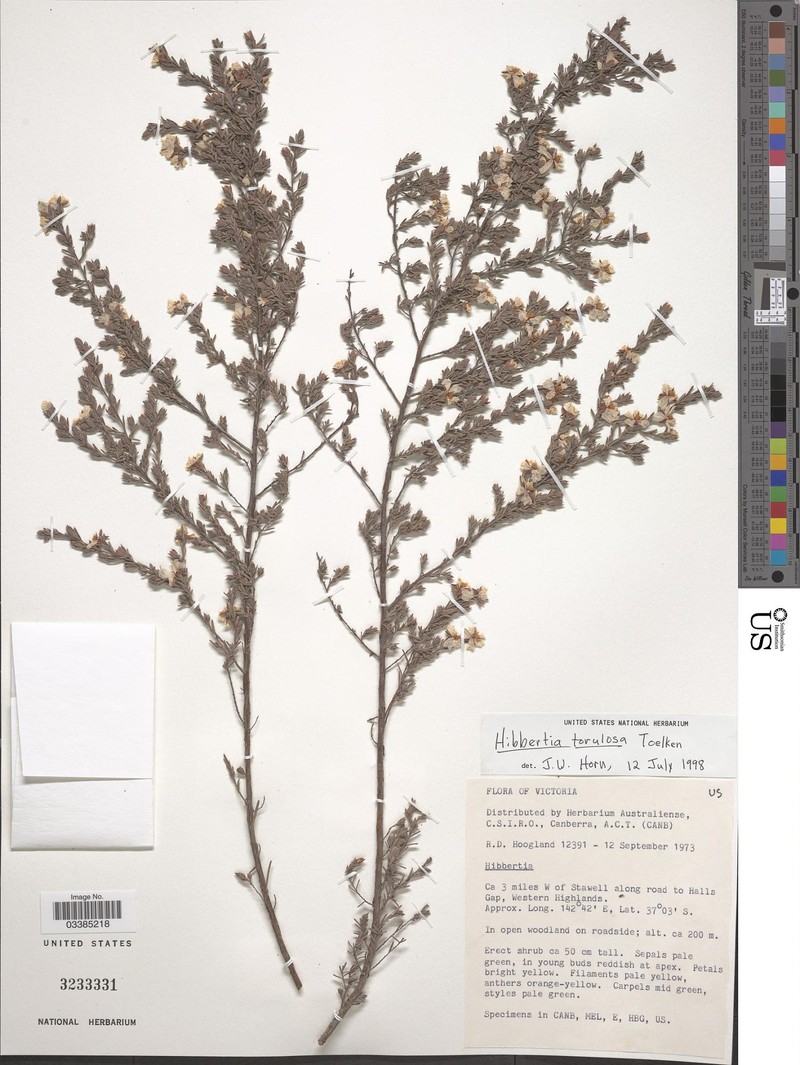 Hibbertia torulosa