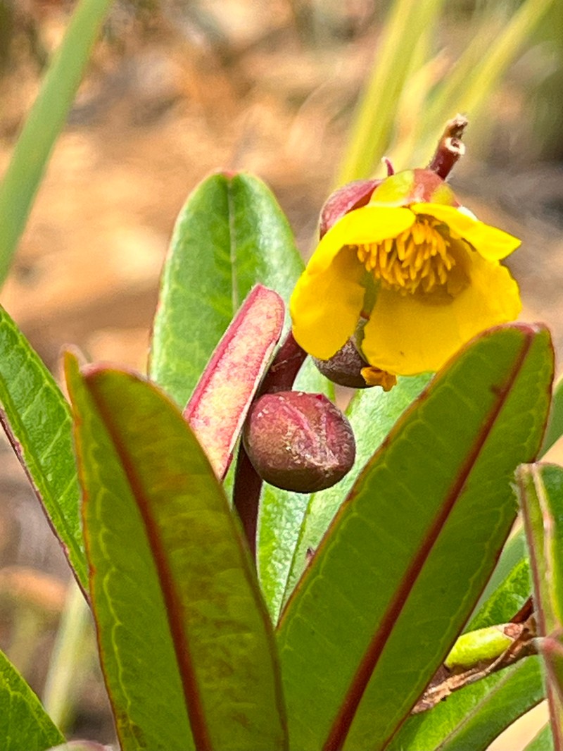 Hibbertia trachyphylla