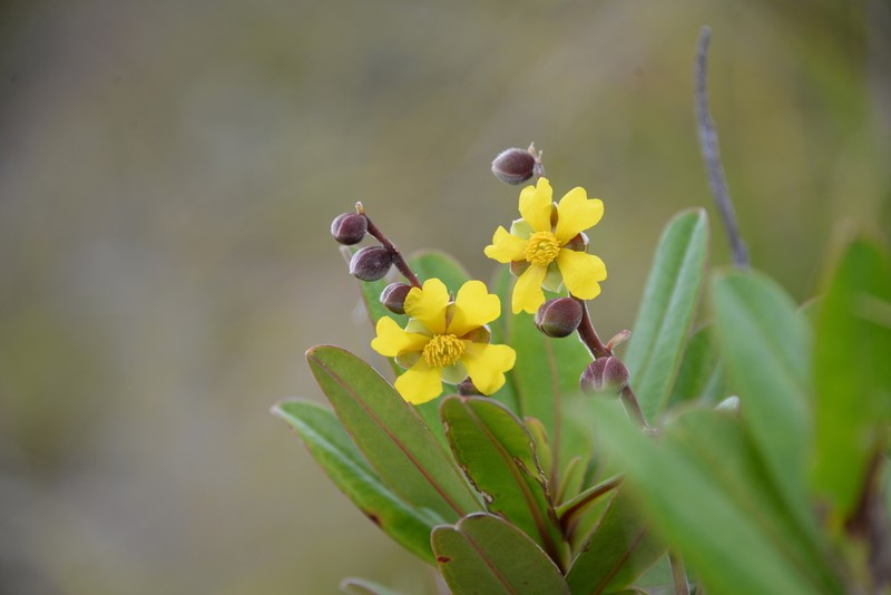 Hibbertia trachyphylla photo 2