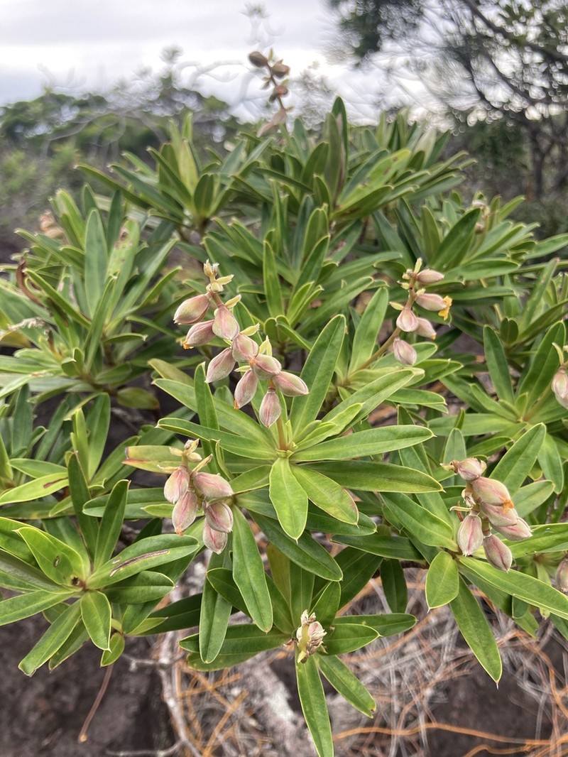 Hibbertia trachyphylla photo 3