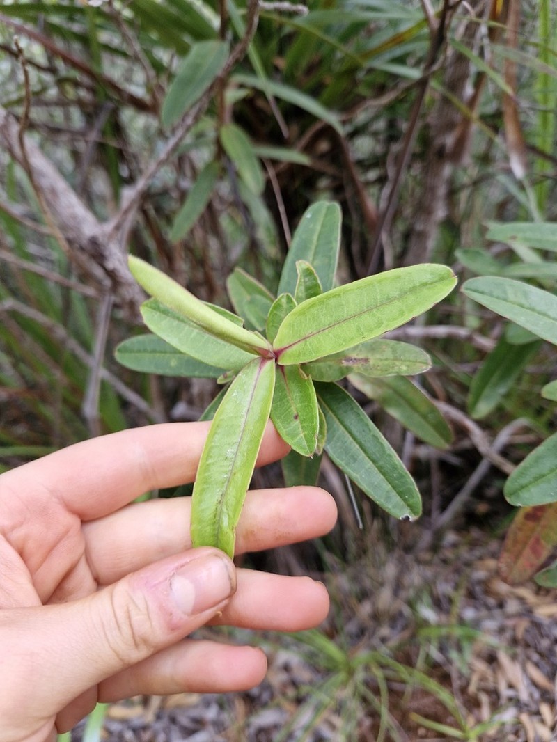 Hibbertia trachyphylla photo 4