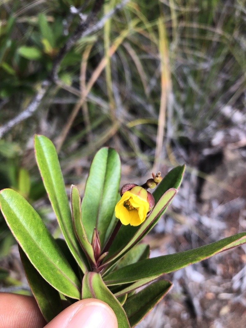 Hibbertia trachyphylla photo 5