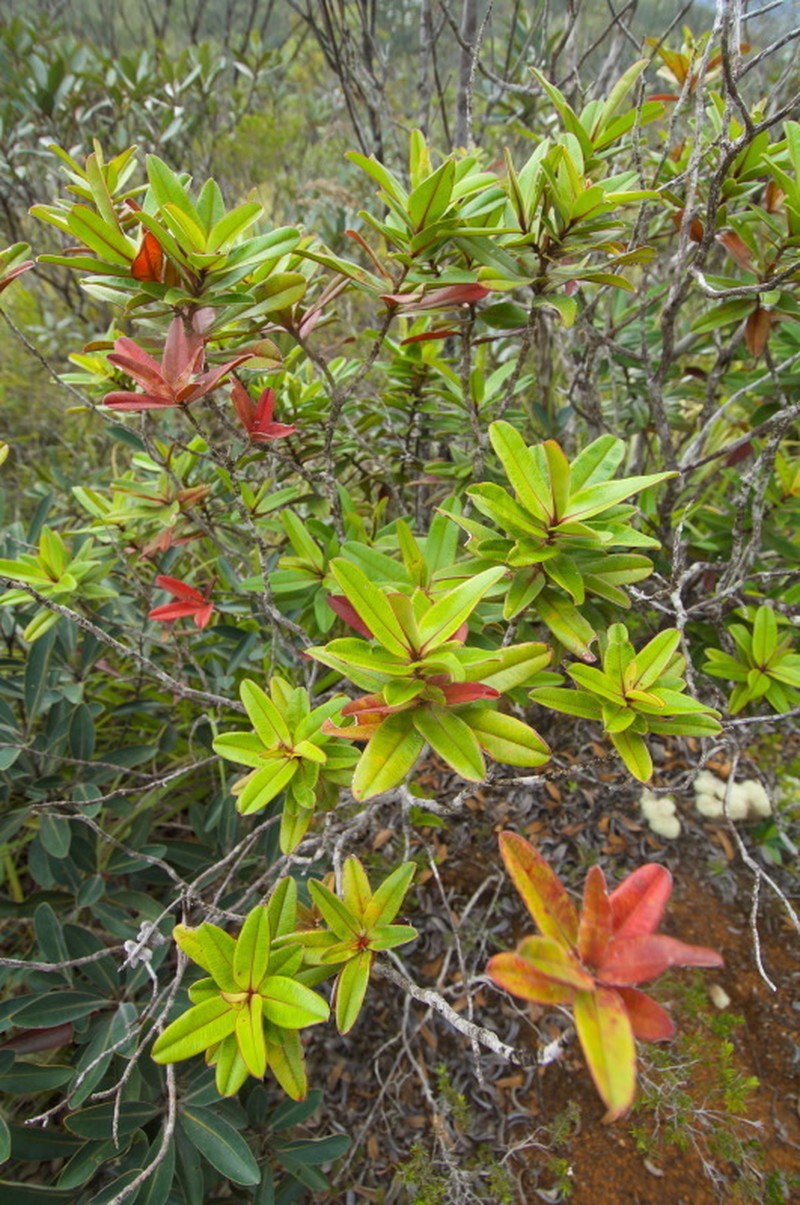 Hibbertia trachyphylla photo 6