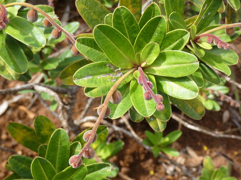Hibbertia trachyphylla photo 7