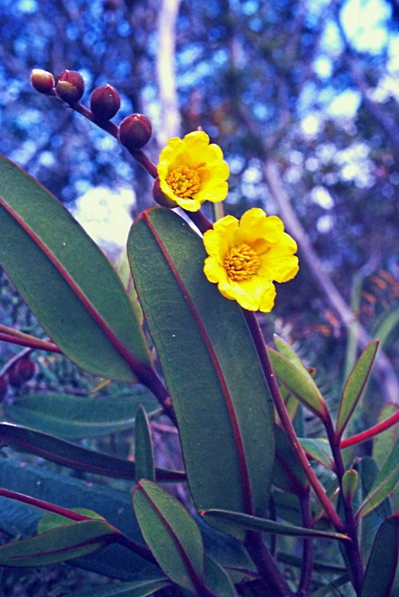 Hibbertia trachyphylla photo 8