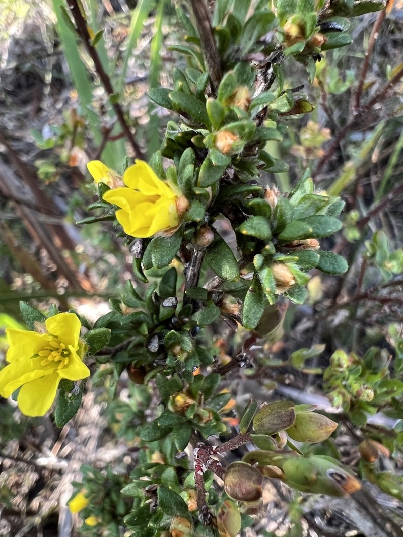 Hibbertia trichocalyx