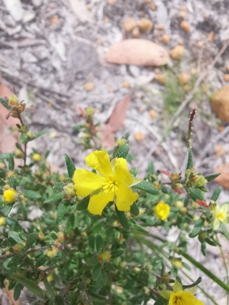Hibbertia trichocalyx photo 2