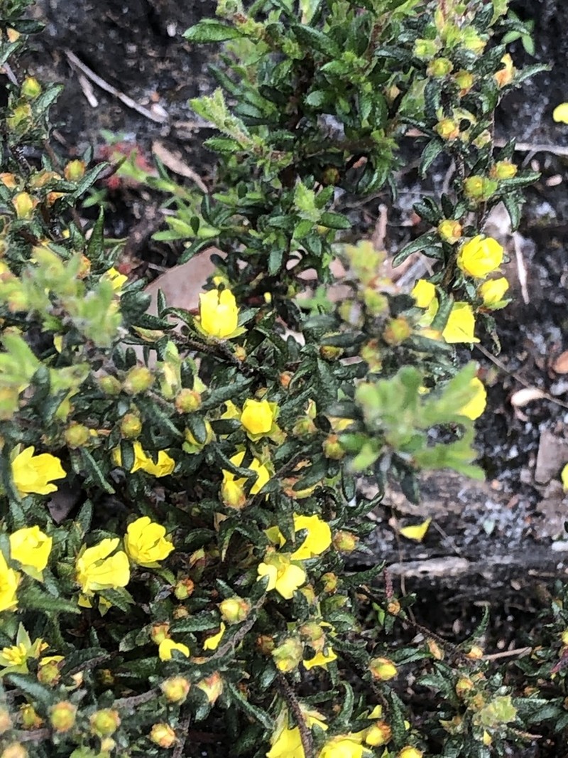 Hibbertia trichocalyx photo 3