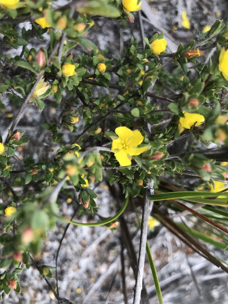 Hibbertia trichocalyx photo 4