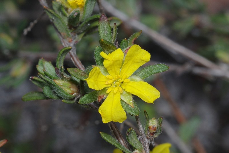 Hibbertia trichocalyx photo 5