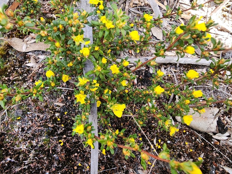 Hibbertia trichocalyx photo 6