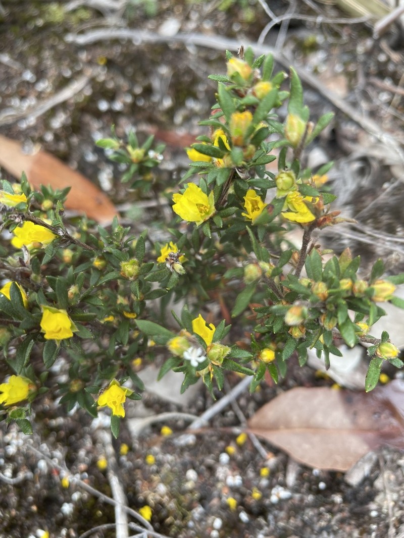 Hibbertia trichocalyx photo 7