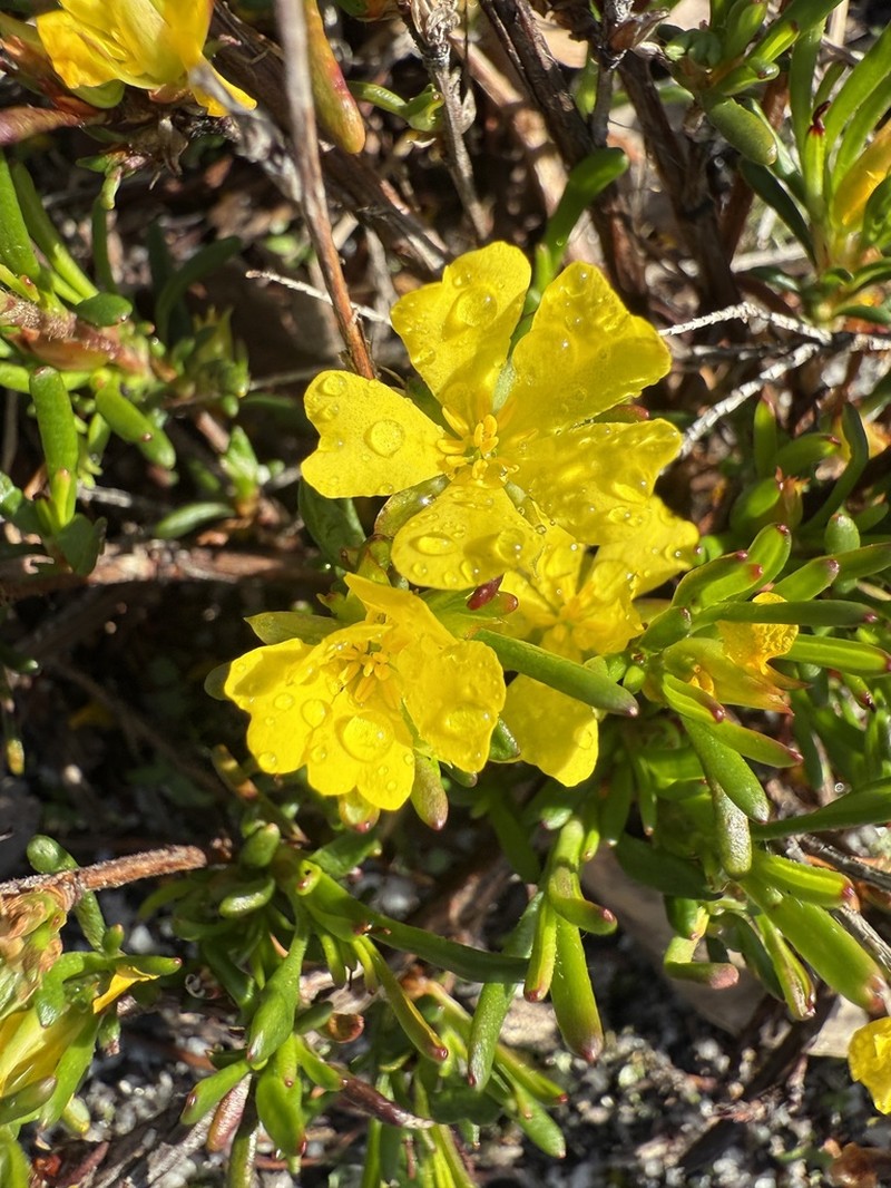 Hibbertia trichocalyx photo 8