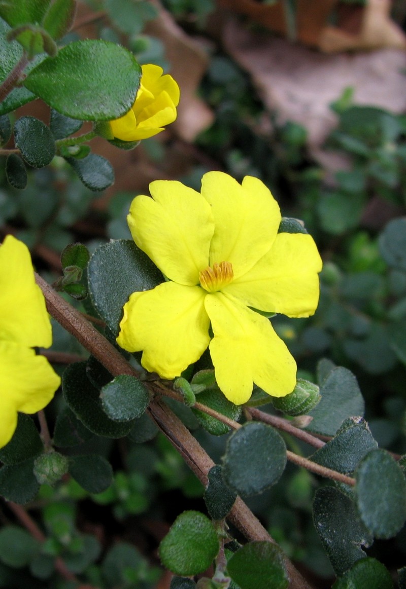 Hibbertia truncata