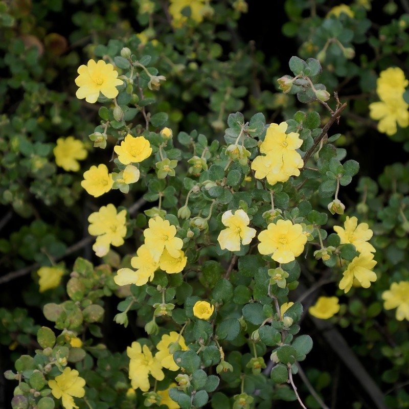 Hibbertia truncata photo 2