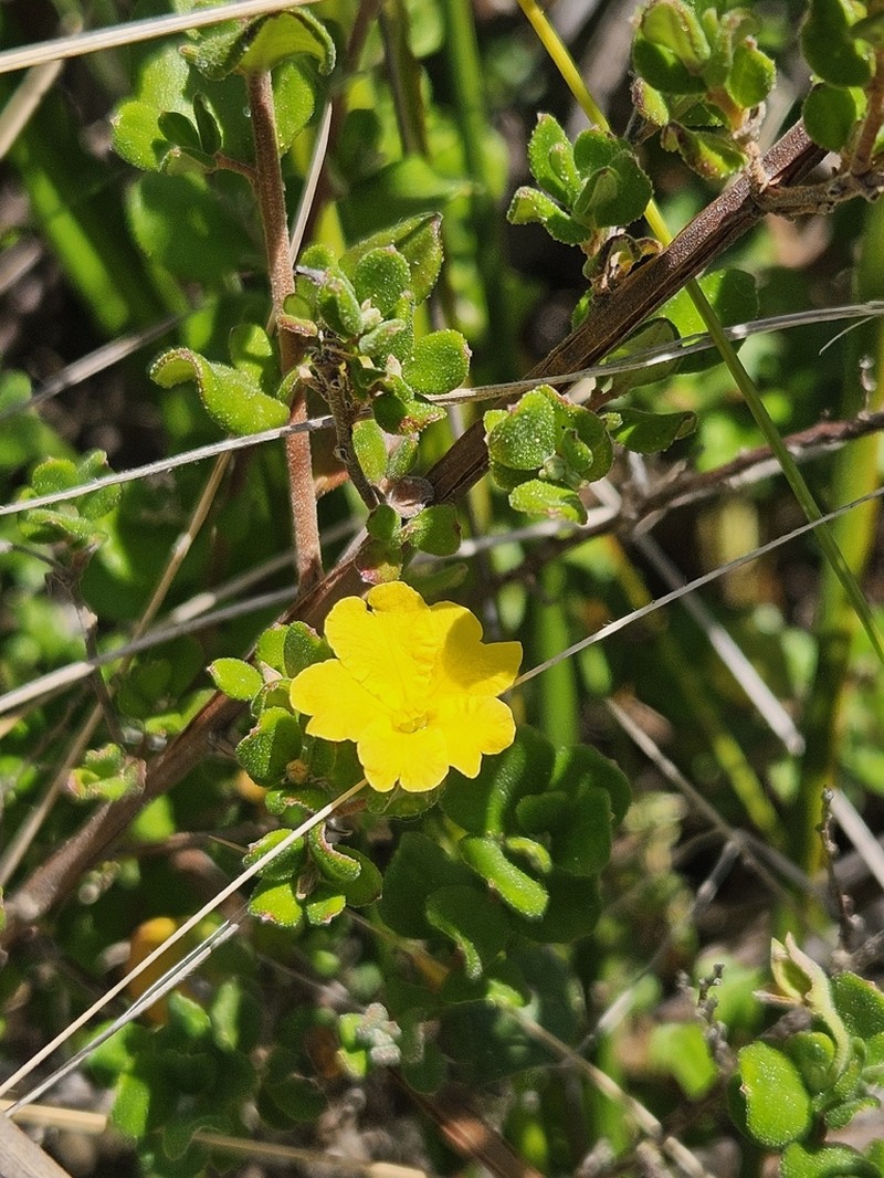 Hibbertia truncata photo 3