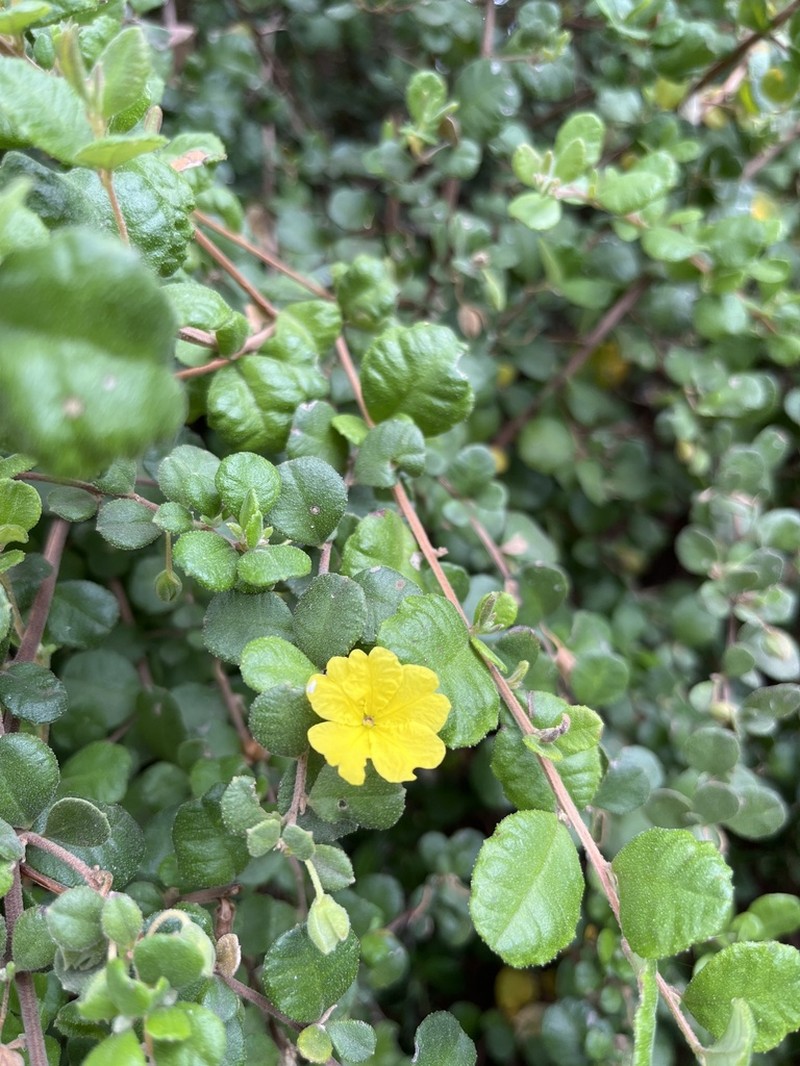 Hibbertia truncata photo 4