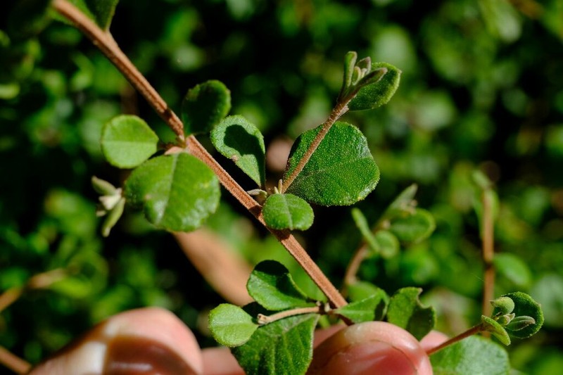 Hibbertia truncata photo 5
