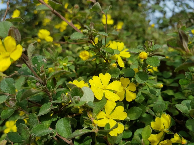Hibbertia truncata photo 6