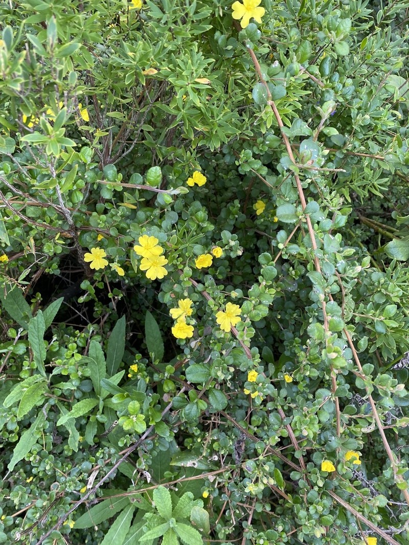 Hibbertia truncata photo 7