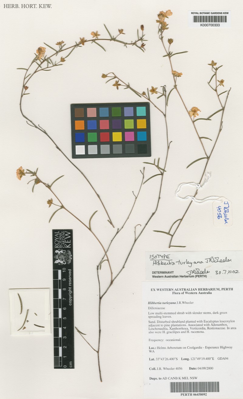 Hibbertia turleyana