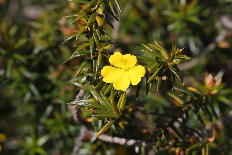 Hibbertia ulicifolia